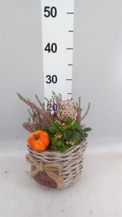 <h4>Arr.   Tuinplanten L%</h4>