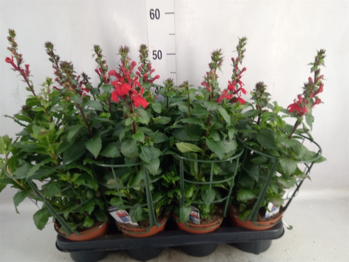 <h4>Lobelia speciosa 'Fan Scarlet'</h4>