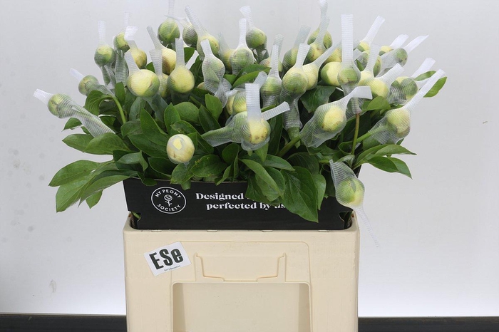<h4>Paeonia Early Sensation</h4>