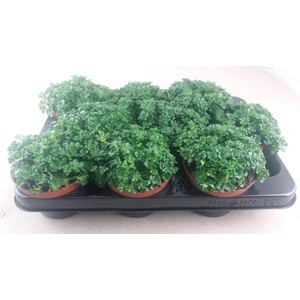 Sedum Spathuliolium green