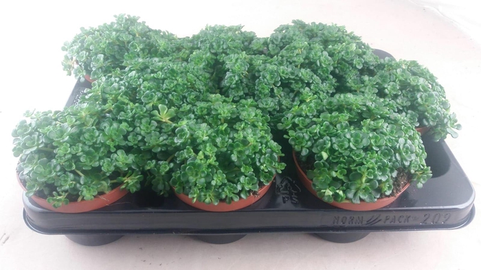 <h4>Sedum Spathuliolium green</h4>