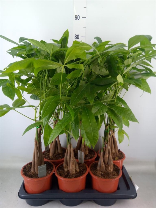 <h4>Pachira aquatica</h4>