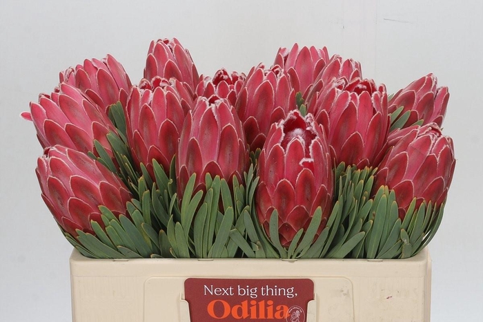 <h4>Protea Venus</h4>