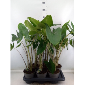 Alocasia zebrina