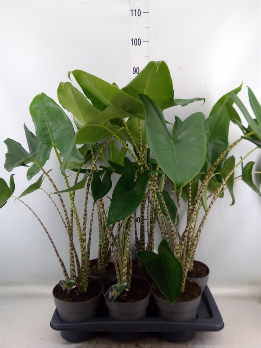 <h4>Alocasia zebrina</h4>