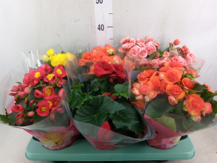 <h4>Begonia elat. DU   ...mix</h4>