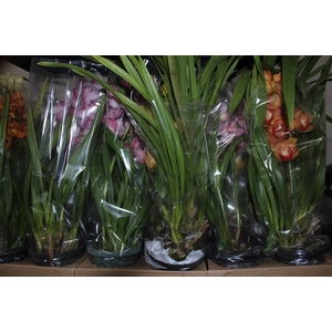 CYMBIDIUM P18 MIN 1 HT