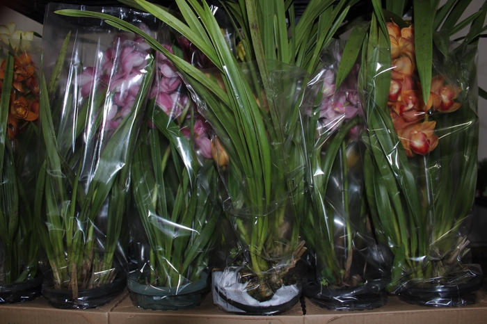 <h4>CYMBIDIUM P18 MIN 1 HT</h4>