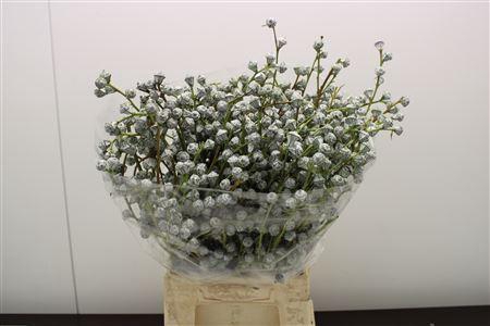 <h4>EUCALYPTUS LEAVES EUCABOULE</h4>