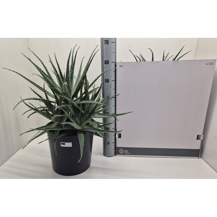 <h4>ALOE ARBORESCENS</h4>