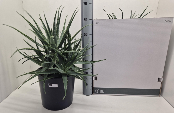 ALOE ARBORESCENS