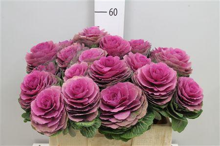 <h4>Brass Red Crane</h4>