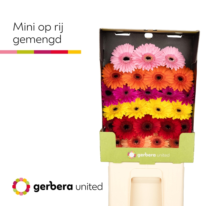 <h4>Ge Mi Op Rij Gemengd</h4>