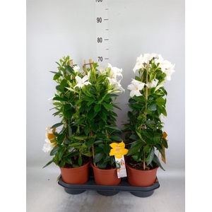 Mandevilla sand. 'SumStar White'