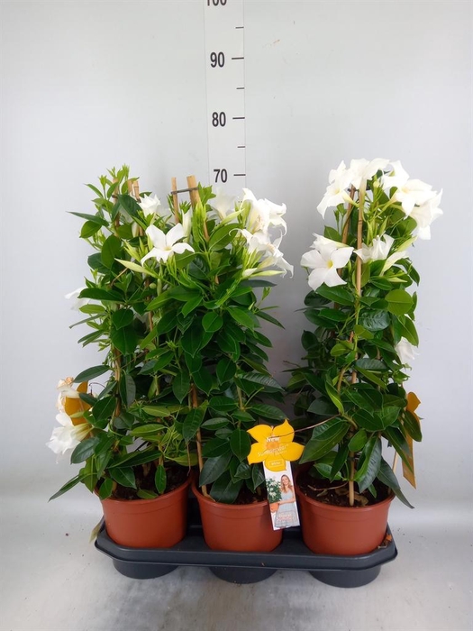 <h4>Mandevilla sand. 'SumStar White'</h4>