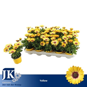 Osteospermum geel TST