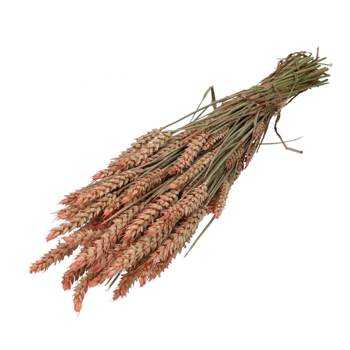 <h4>Dried flowers Wheat 60-70cm</h4>