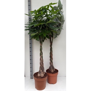PACHIRA AQUATICA