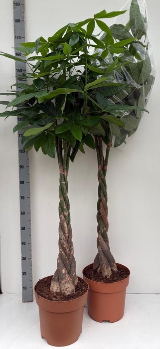 <h4>PACHIRA AQUATICA</h4>