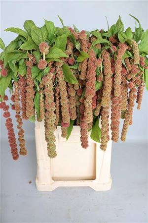<h4>Amar Ca Coral Founta</h4>