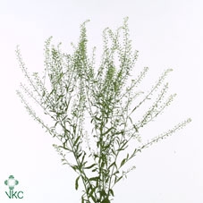 <h4>Lep Ru Green Bell</h4>