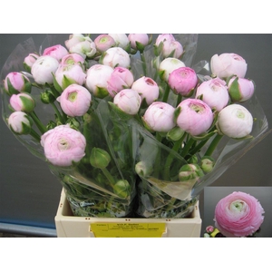 Ran Aazur Light Pink