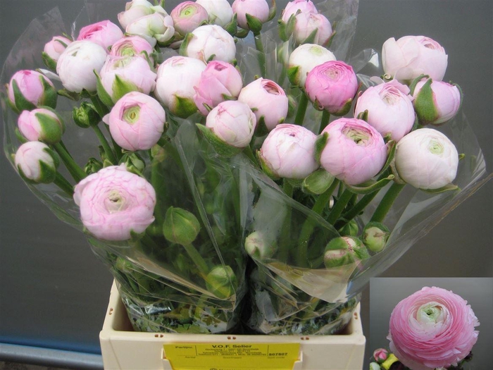 <h4>Ran Aazur Light Pink</h4>