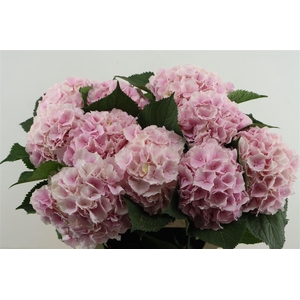 Hydr M Verena Pink 80-21