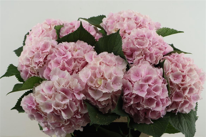 <h4>Hydr M Verena Pink 80-21</h4>