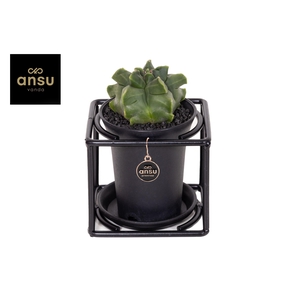 Astrophytum Myriostigma in design frame