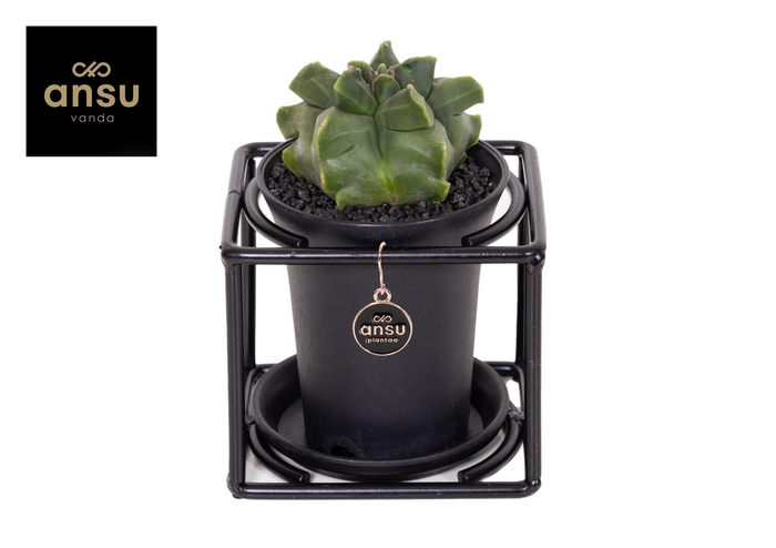 <h4>Astrophytum Myriostigma in design frame</h4>