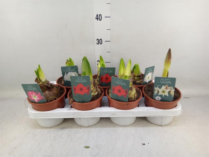 <h4>Hippeastrum ...</h4>