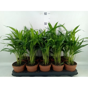 Dypsis lutescens ...Chrysalidoca