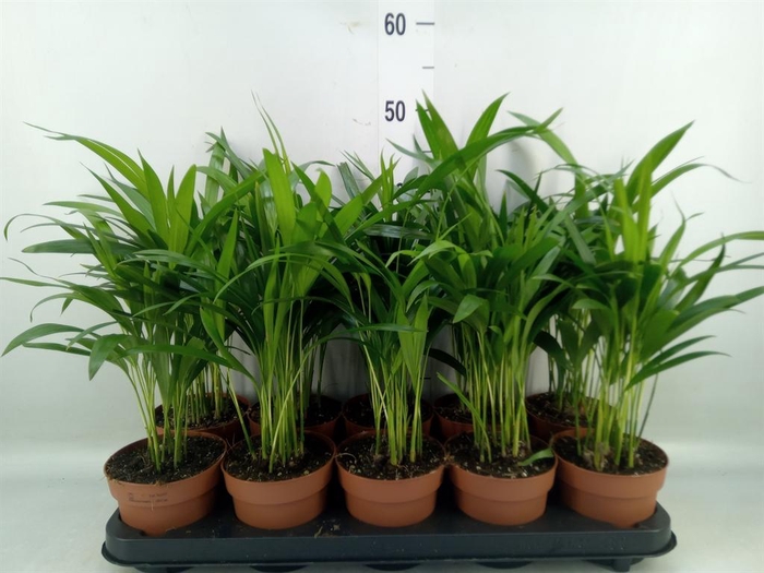 <h4>Dypsis lutescens   ...Chrysalidoca</h4>