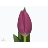 Tu En Pink Ardour
