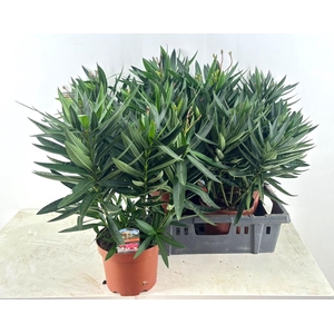 NERI OLEANDER