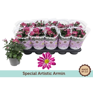 Chrysanthemum Indicum Special Artistic Armin