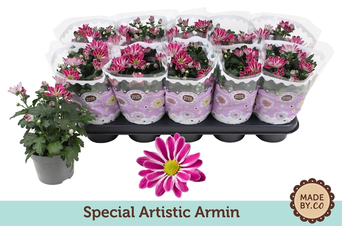 <h4>Chrysanthemum Indicum Special Artistic Armin</h4>