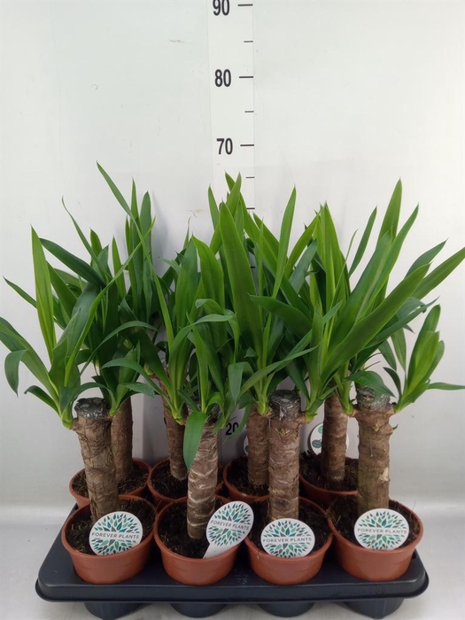 <h4>Yucca   ...</h4>