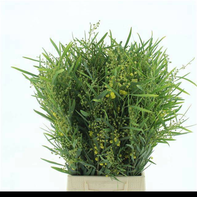 <h4>ACACIA BL RETINO BS</h4>