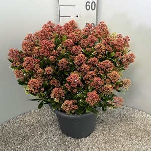 Skimmia japonica 'Rubesta Jos'