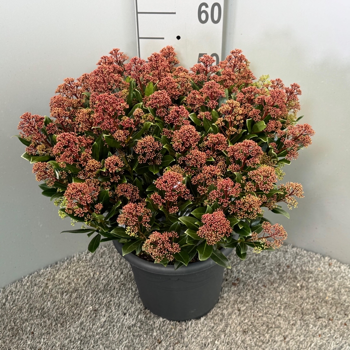 <h4>Skimmia japonica 'Rubesta Jos'</h4>
