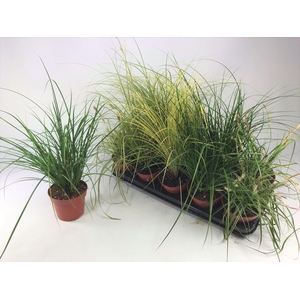 Graminées Carex mix