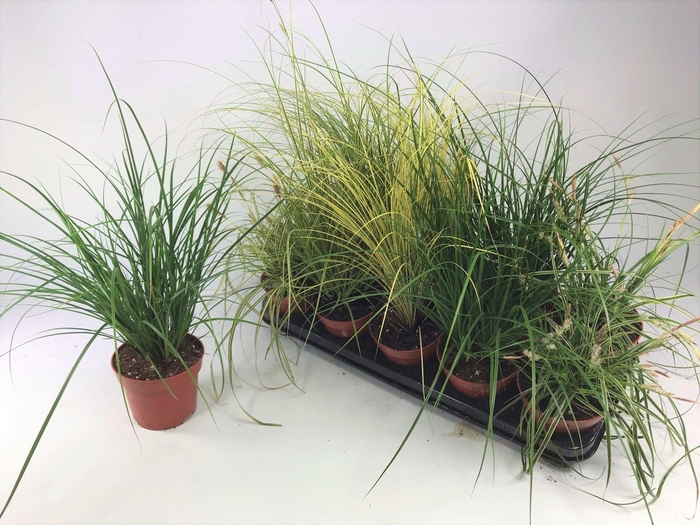 <h4>Graminées Carex mix</h4>