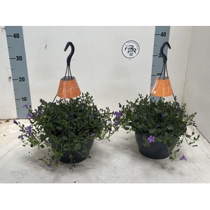 CAMP PORTENSCHLAGIAN