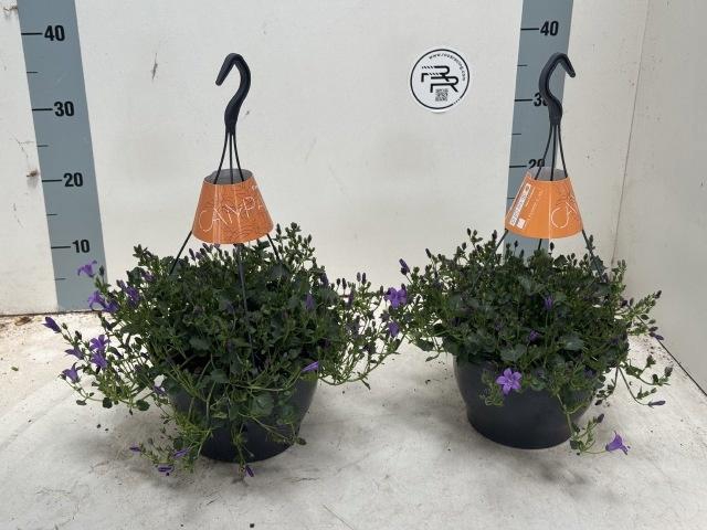 <h4>CAMP PORTENSCHLAGIAN</h4>