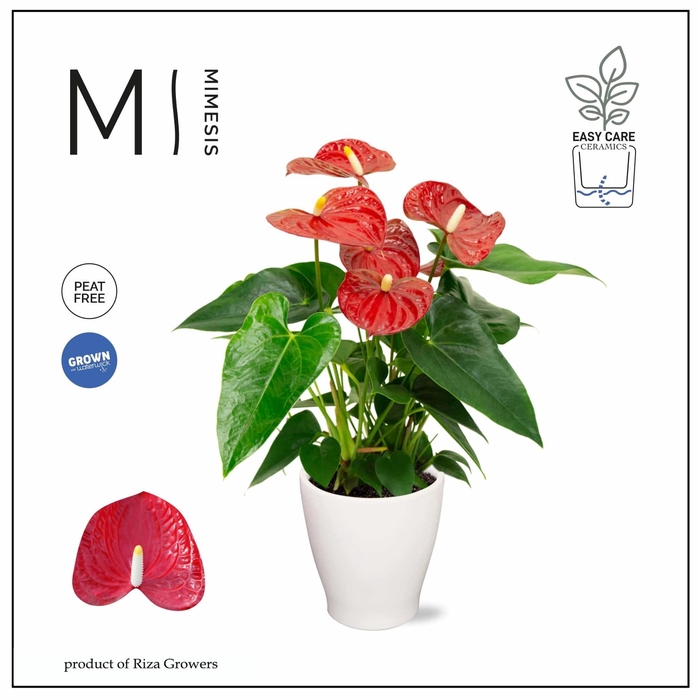 <h4>Mimesis Anthurium KARMA Red - Carolina White</h4>