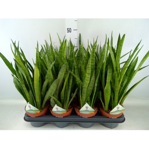 Sansevieria   ...