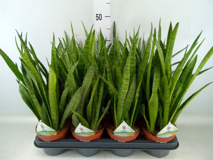 <h4>Sansevieria   ...</h4>