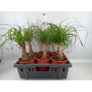Beaucarnea recurvata